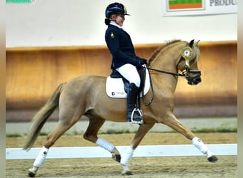 New Forest, Hingst, 15 år, 134 cm