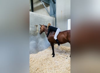 New Forest, Hingst, 16 år, 148 cm, Brun