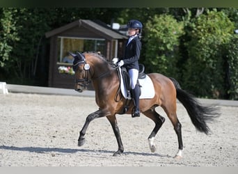 New Forest, Hingst, 16 år, 148 cm, Brun