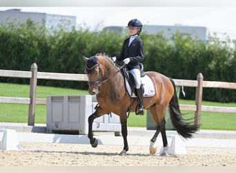 New Forest, Hingst, 16 år, 148 cm, Brun