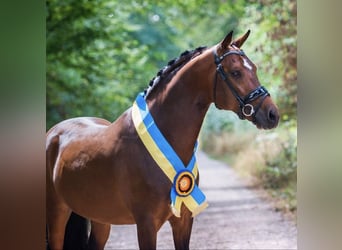 New Forest, Hingst, 16 år, 148 cm, Brun