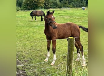 New Forest, Hingst, Föl (05/2024)