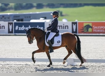 New Forest Pony, Gelding, 10 years, 14,2 hh, Brown