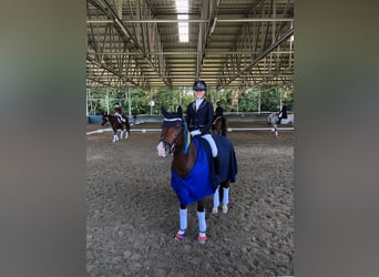 New Forest Pony, Gelding, 10 years, 14,2 hh, Brown