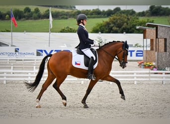 New Forest Pony, Gelding, 10 years, 14,2 hh, Brown