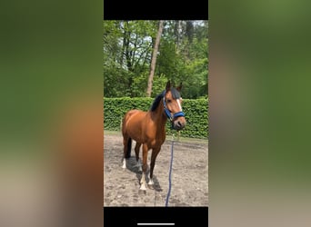 New Forest Pony, Gelding, 10 years, 14,2 hh, Brown