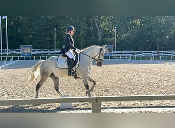 New Forest Pony, Gelding, 10 years, 14.2 hh, Gray-Blue-Tan