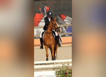 New Forest Pony, Gelding, 10 years, 14 hh, Chestnut-Red