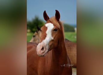 New Forest Pony, Gelding, 10 years, 15 hh, Chestnut-Red