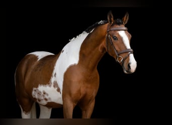 New Forest Pony, Gelding, 10 years, 15 hh, Pinto