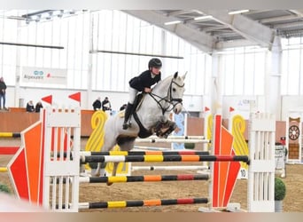 New Forest Pony, Gelding, 11 years, 13,3 hh, Gray