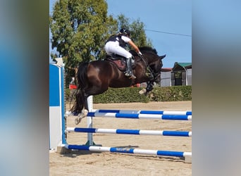 New Forest Pony, Gelding, 11 years, 14,1 hh, Bay-Dark