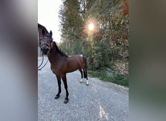New Forest Pony, Gelding, 11 years, 14.1 hh, Bay-Dark