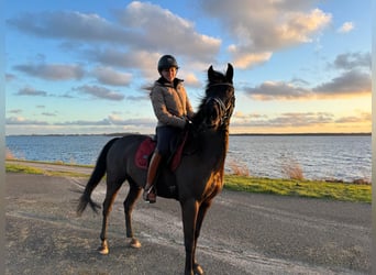 New Forest Pony, Gelding, 11 years, 14.2 hh, Black