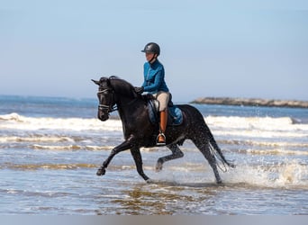 New Forest Pony, Gelding, 11 years, 14.2 hh, Black