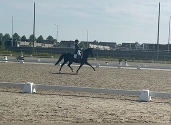 New Forest Pony, Gelding, 11 years, 14.2 hh, Black