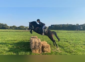 New Forest Pony, Gelding, 11 years, 14.2 hh, Black