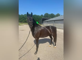 New Forest Pony, Gelding, 11 years, 14.2 hh, Black