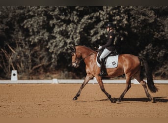 New Forest Pony, Gelding, 11 years, 14.2 hh, Brown