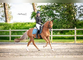 New Forest Pony, Gelding, 11 years, 14.2 hh, Chestnut-Red