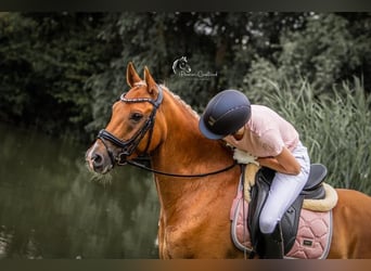 New Forest Pony, Gelding, 11 years, 14,2 hh, Chestnut-Red