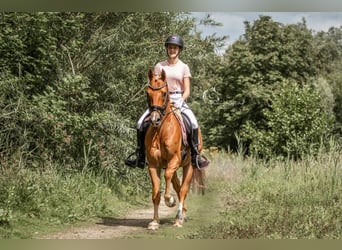 New Forest Pony, Gelding, 11 years, 14.2 hh, Chestnut-Red