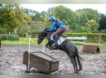 New Forest Pony, Gelding, 12 years, 12.1 hh, Black