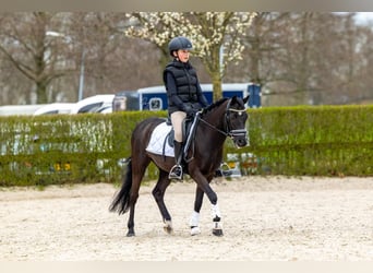 New Forest Pony, Gelding, 12 years, 12.1 hh, Black