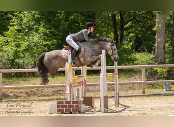 New Forest Pony, Gelding, 12 years, 13.2 hh, Gray