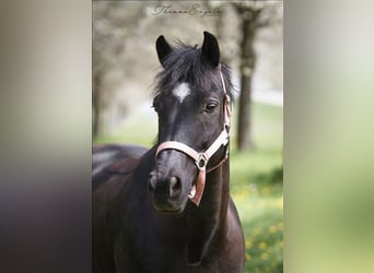 New Forest Pony, Gelding, 12 years, 14.1 hh, Bay-Dark