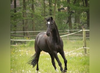 New Forest Pony, Gelding, 12 years, 14.1 hh, Bay-Dark
