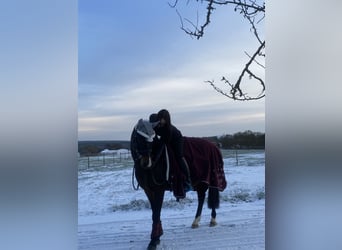 New Forest Pony, Wallach, 12 Jahre, 14,1 hh, Rappe