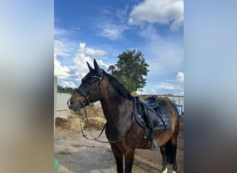 New Forest Pony, Wallach, 12 Jahre, 14,1 hh, Rappe