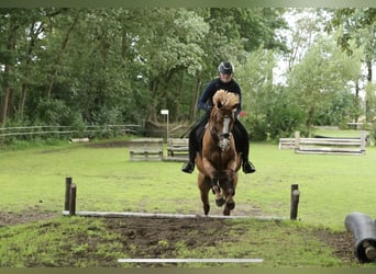 New Forest Pony Mix, Gelding, 12 years, 14,1 hh, Chestnut-Red