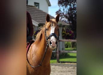 New Forest Pony Mix, Gelding, 12 years, 14.1 hh, Chestnut-Red