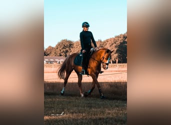 New Forest Pony Mix, Gelding, 12 years, 14,1 hh, Chestnut-Red