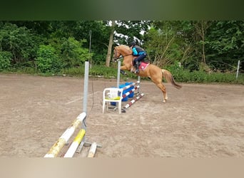 New Forest Pony Mix, Gelding, 12 years, 14.1 hh, Chestnut-Red