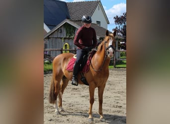 New Forest Pony Mix, Gelding, 12 years, 14.1 hh, Chestnut-Red