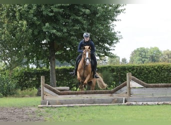 New Forest Pony Mix, Gelding, 12 years, 14.1 hh, Chestnut-Red