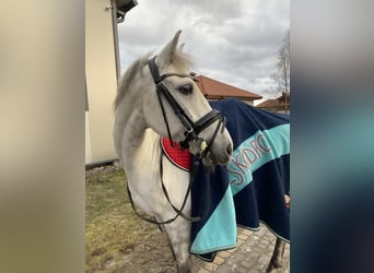 New Forest Pony, Gelding, 12 years, 14.1 hh, Gray