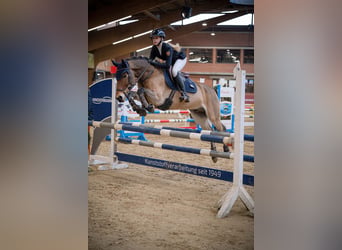 New Forest Pony, Gelding, 12 years, 14.2 hh, Brown
