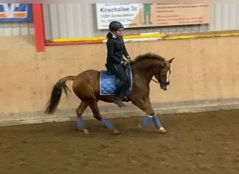 New Forest Pony, Gelding, 13 years, 14.1 hh, Chestnut-Red