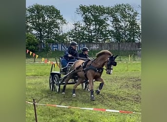 New Forest Pony, Gelding, 13 years, 14.1 hh, Chestnut-Red
