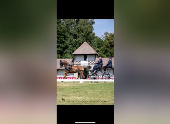 New Forest Pony, Gelding, 13 years, 14.1 hh, Chestnut-Red