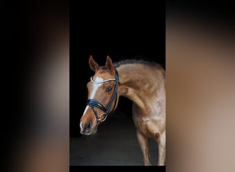 New Forest Pony, Gelding, 13 years, 14,1 hh, Chestnut-Red