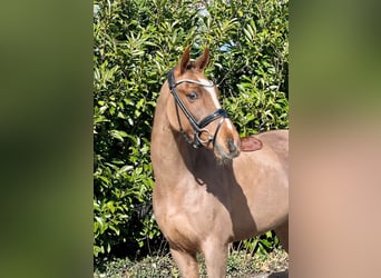 New Forest Pony, Gelding, 13 years, 14,1 hh, Chestnut-Red