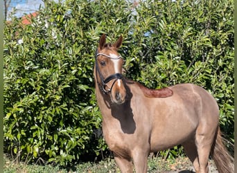 New Forest Pony, Gelding, 13 years, 14,1 hh, Chestnut-Red