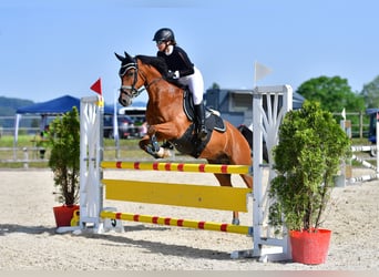 New Forest Pony, Gelding, 13 years, 14,2 hh, Brown