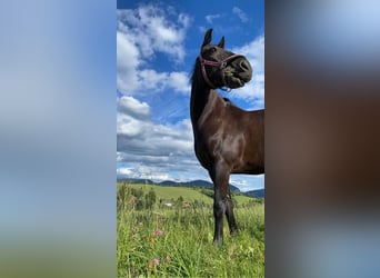 New Forest Pony, Gelding, 13 years, 14,1 hh, Black