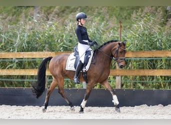 New Forest Pony, Gelding, 13 years, 14,1 hh, Brown